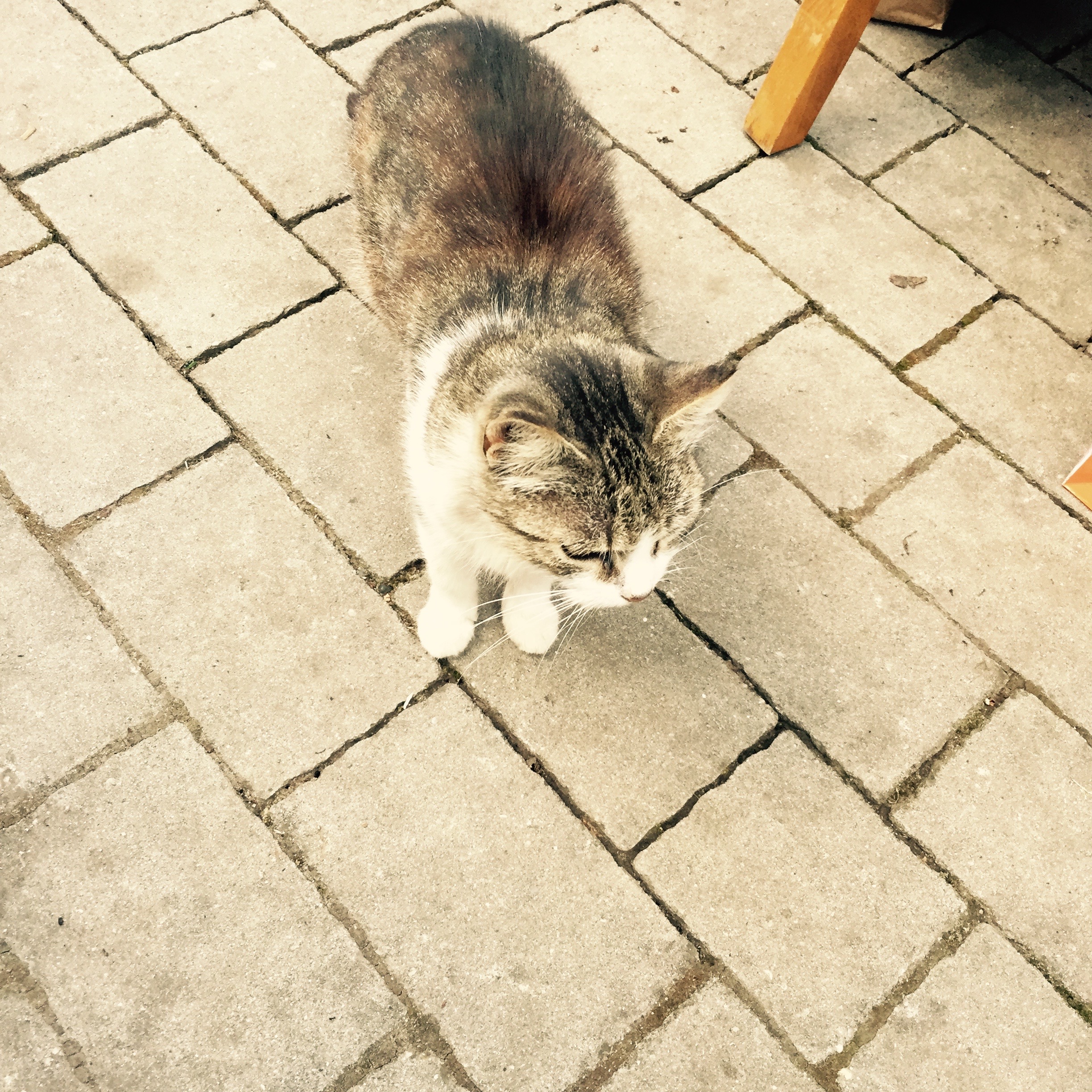  Tabby restaurant cat 