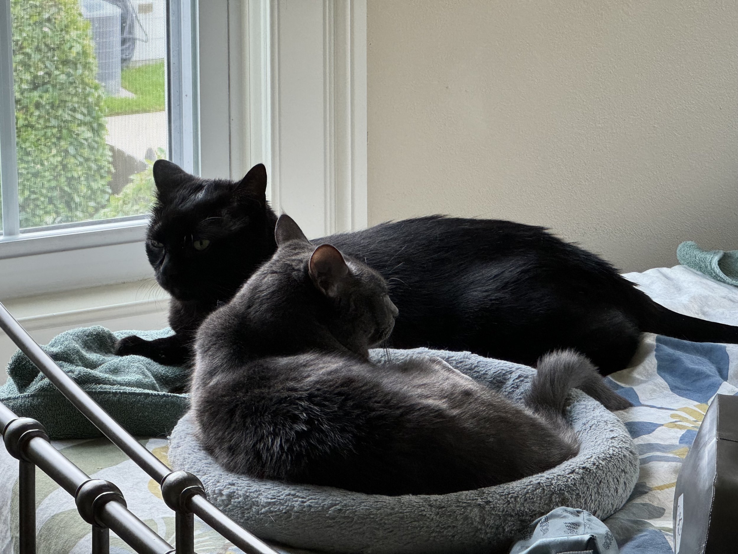  Henri (the black one) and GiGi (the gray one) relax in a rare moment of snuggling that didn’t lead to fighting. We’ll miss our kitties on our trip, but they’re in good hands! 