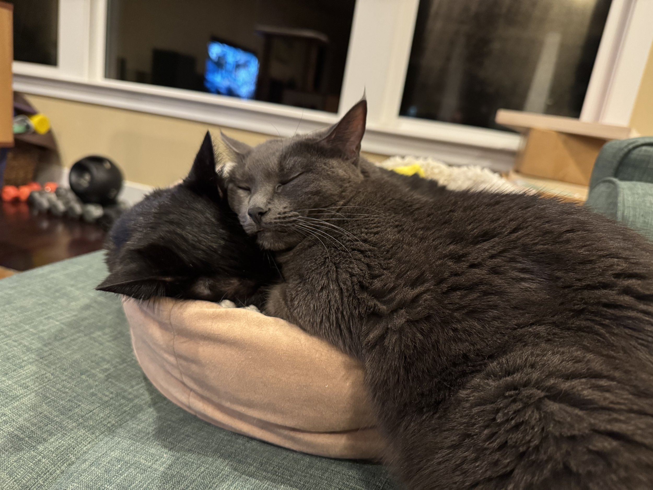  Henri and Gigi in a rare moment of being snuggly. 