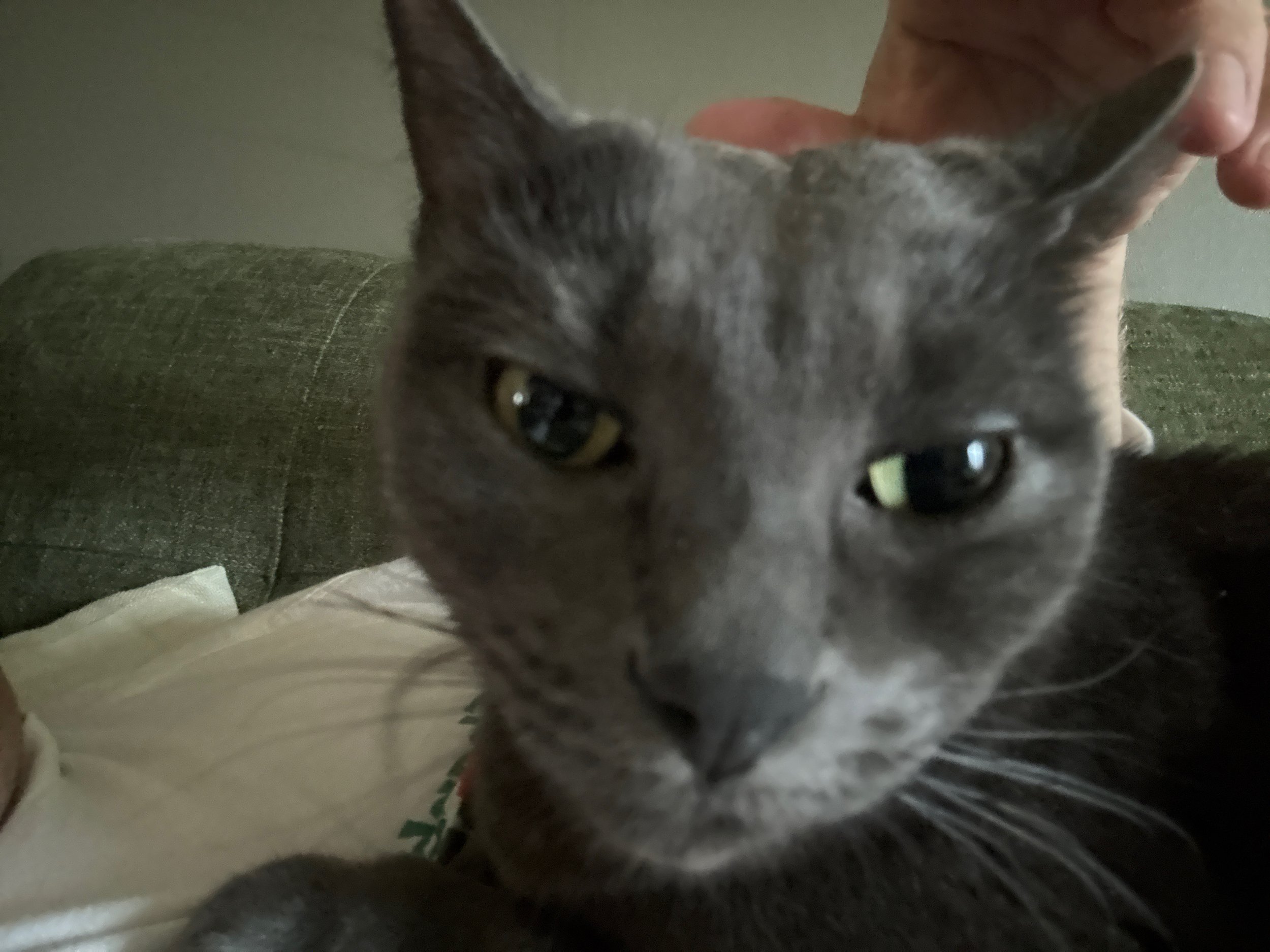  GiGi needed extra snuggles the morning after driving to Baton Rouge. 